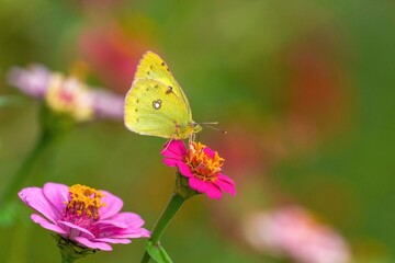 ひっそりと咲く満開のピンクのジニア（百日草）の蜜を吸うモンキチョウ