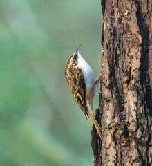 tree creeper on tree trunk