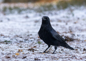 crow on the ground