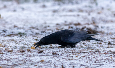 crow on the ground