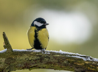 Fototapeta premium Great tit posing on a snowy branch