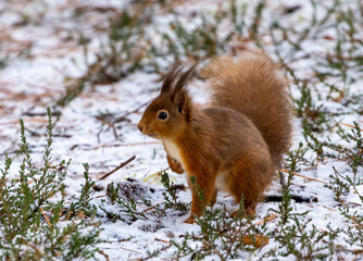 red squirrel in the snowy forest