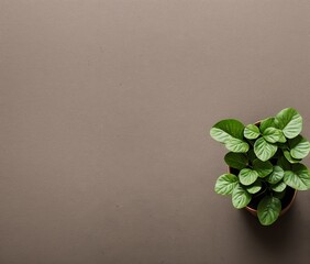 Fototapeta na wymiar green plant in pot on wooden table