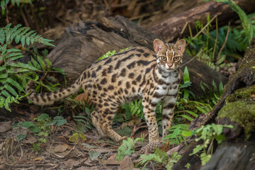 Naklejka na ściany i meble leopard cat in the Phu Khieo Wildlife Sanctuary, Thailand.