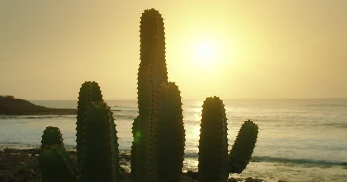 Prickly cactus bush growth on ocean beach. Sunset golden light background. Calima windy weather on Tenerife Island.