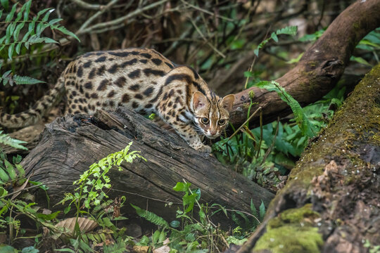 leopard cat in the Phu Khieo Wildlife Sanctuary, Thailand.