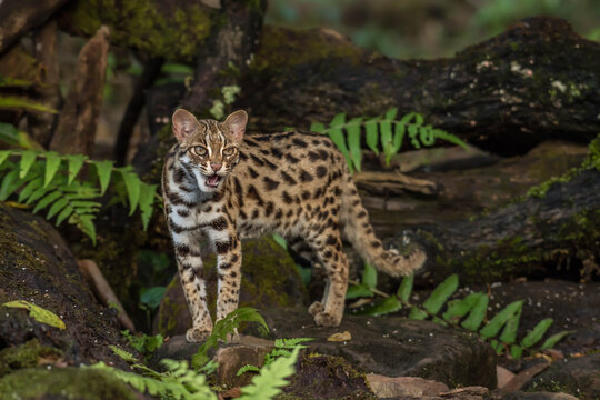 leopard cat in the Phu Khieo Wildlife Sanctuary, Thailand.