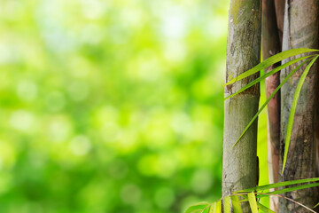 Fototapeta na wymiar Bamboo tree with green nature bokeh background, stock photo 