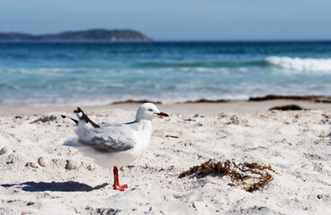 seagull on the beach
