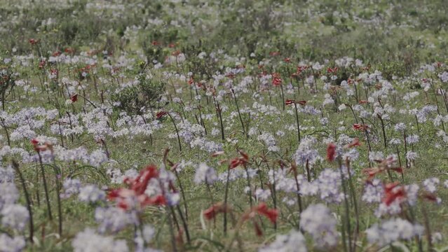 Desierto Florido 