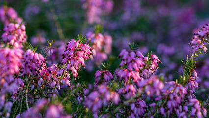 Closeup of pink flowering Erica carnea blossom (winter heath) in the garden in winter on a sunny day. Panoramic floral background - obrazy, fototapety, plakaty
