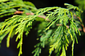 western red cedar