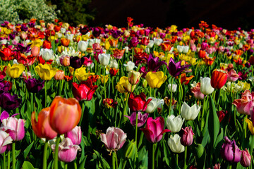 field of tulips