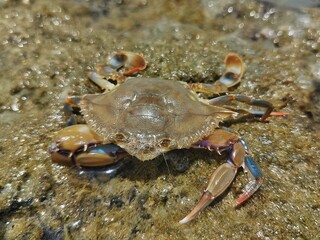 Blue crab (Callinectes sapidus). Crustacean on Madre de Deus Beach, Bahia - Brazil.