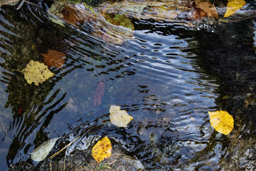 autumn leaves in water