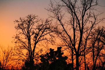 silhouette of a trees at sunset