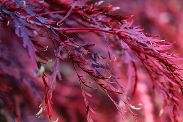 Red dragon Japanese maple