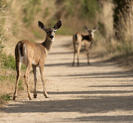 White-Tailed Deer at Point Reyes National Seashore in California