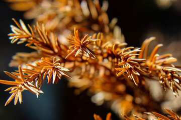 golden fir tree