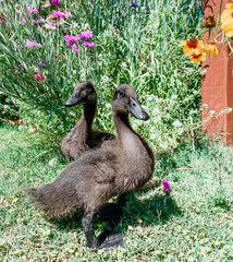 two black ducklings in a garden 