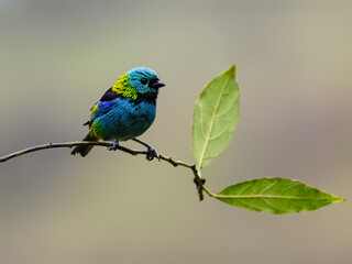 Green-headed Tanager on tree branch, portrait in Atlantic Rainforest