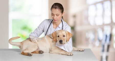 Cute domestic dog pet at vet clinic