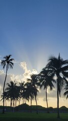 Naklejka premium Coconut trees at sunset