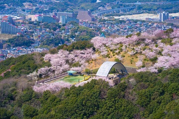 桜と町風景