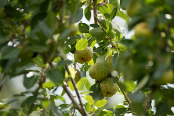 Pears on tree branch with leaves