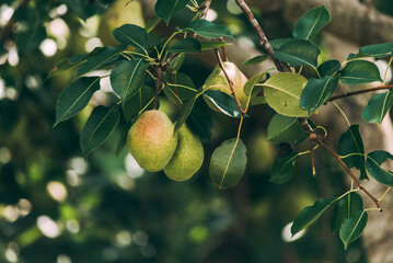 Pears on tree branch with leaves