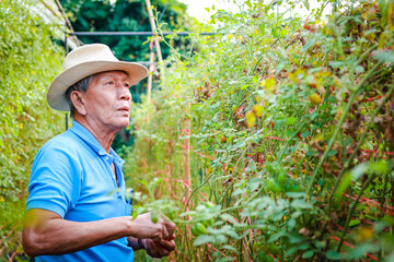 Asian elderly man wearing a hat Make an organic farming tomato farm Walking to inspect the produce in the farm. Concepts of modern agriculture.