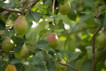 Pears on tree branch with leaves