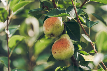 Pears on tree branch with leaves