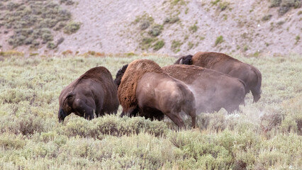 Dust flies as three American Bison Buffalo bulls fight in Hayden Valley in Yellowstone National...