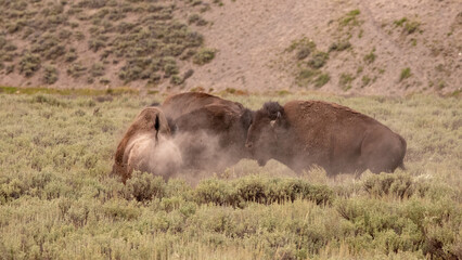 Flying dust kicked up by three American Bison Buffalo bulls fighting in Hayden Valley in...