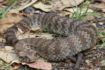Highly Venomous Australian Common Death Adder
