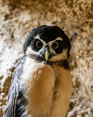 close up of an owl