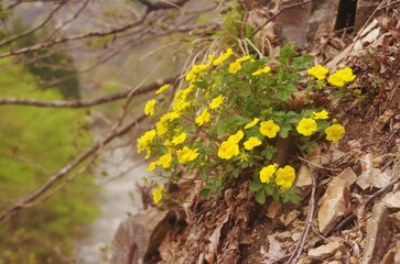 雪深い深山の春に咲くエチゴノキジムシロ（観ていただき本当にありがとうございます。）