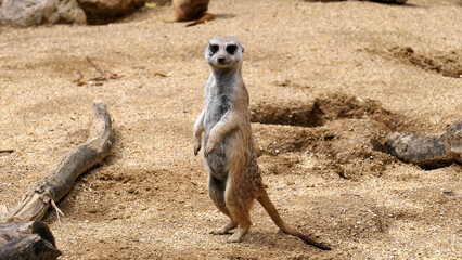 Fototapeta premium meerkat​​​​​​​ a species of carnivorous mammal in the family Herpestidae that inhabits the Kalahari desert region and the Namib in Africa