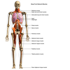 Full Body Diagram of Male Deep Front Network of Muscles on White Background with Text Labeling