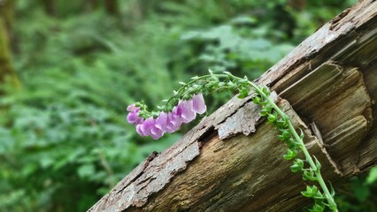 Wooden fence with flowers