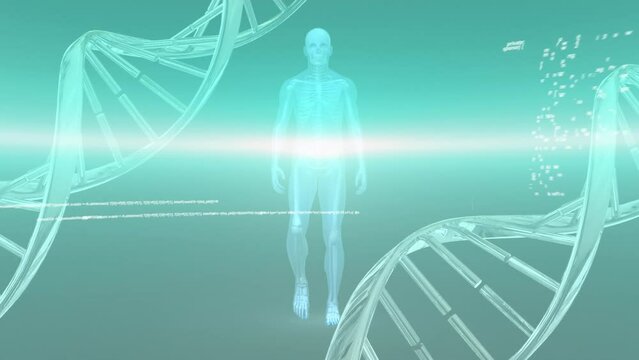 Animation of blue light trail over spinning dna structure, data processing and human body model