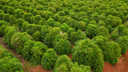 aerial view coffee plantation in the state of Paraná - Brazil