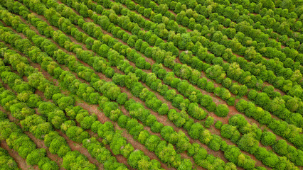 aerial view coffee plantation in the state of Paran&aacute; - Brazil