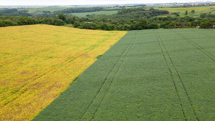 soybeans, soybeans or soy crop leaves top view. healthy soybean crop planted very close together. Aerial view of soybean plantation.