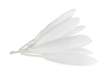 Beautiful fluffy bird feathers on white background, top view