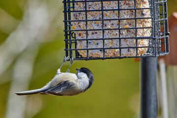 Black-capped Chickadee (Poecile atricapillus) feeding on suet,  Cherry Hill, Nova Scotia, Canada,