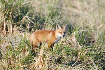 Red Fox among sand dunes, Crescent Beach, Nova Scotia, Canada