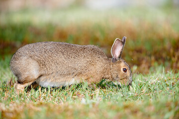 Snowshoe hare (lepus americanus) feeding on grasses, Cherry Hill, Nova Scotia, Canada,