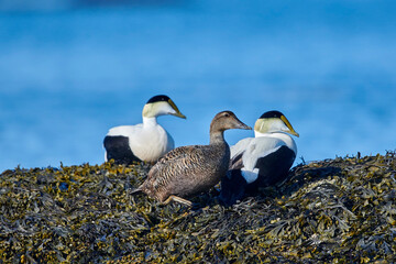 Common Eider (Somateria mollissima), Crescent Beach, Nova Scotia, Canada